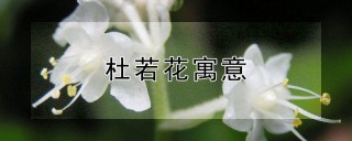 杜若花寓意,第1图