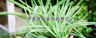 芦荟养在室内的禁忌,第1图