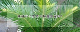 铁树叶子发黄干枯能剪完吗?,第1图