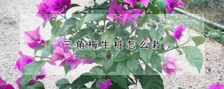 三角梅生桩怎么栽,第1图