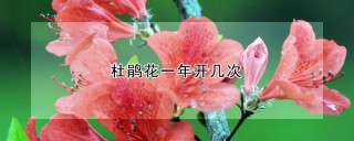 杜鹃花一年开几次,第1图