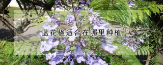 蓝花楹适合在哪里种植,第1图