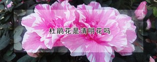 杜鹃花是清明花吗,第1图