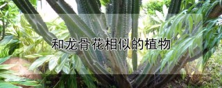 和龙骨花相似的植物,第1图