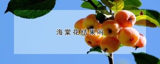 海棠花结果吗,第1图