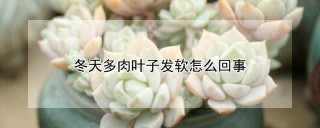 冬天多肉叶子发软怎么回事,第1图