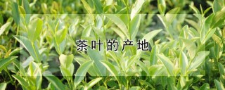 茶叶的产地,第1图