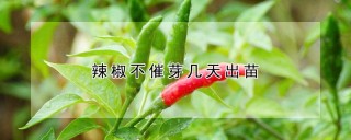 辣椒不催芽几天出苗,第1图