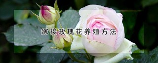 嫁接玫瑰花养殖方法,第1图