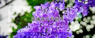 蓝楹花几月份开,第1图