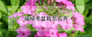 福禄考盆栽怎么养,第1图