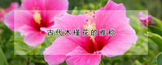 古代木槿花的雅称,第1图