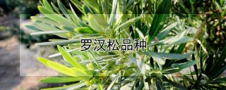 罗汉松品种,第1图