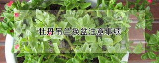 牡丹吊兰换盆注意事项,第1图