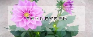 芍药可以在室内养吗,第1图