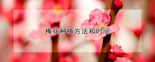 梅花种植方法和时间,第1图