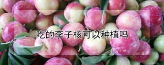 吃的李子核可以种植吗,第1图