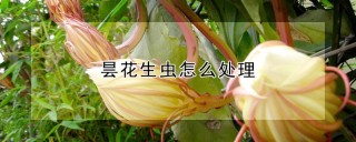 昙花生虫怎么处理,第1图