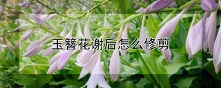 玉簪花谢后怎么修剪,第1图