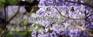 蓝花楹的花语是什么？,第1图