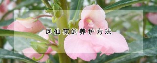 凤仙花的养护方法,第1图