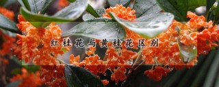 红桂花与黄桂花区别,第1图