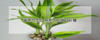 富贵竹怎么水养才旺盛白砂糖,第1图