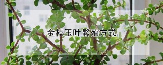 金枝玉叶繁殖方式,第1图