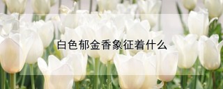 白色郁金香象征着什么,第1图