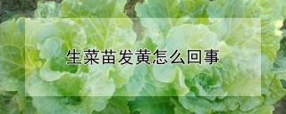 生菜苗发黄怎么回事,第1图