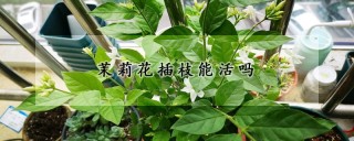 茉莉花插枝能活吗,第1图