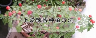 七彩辣椒种植方法,第1图