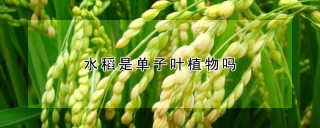 水稻是单子叶植物吗,第1图