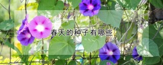 春天的种子有哪些,第1图