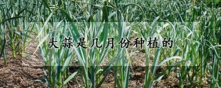 大蒜是几月份种植的,第1图