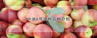 中油6号油桃品种介绍,第1图