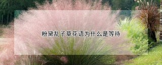 粉黛乱子草花语为什么是等待,第1图