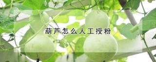 葫芦怎么人工授粉,第1图