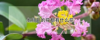 七月开的花都有什么花,第1图