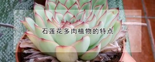 石莲花多肉植物的特点,第1图