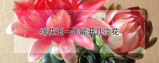 绯花玉一年能开几次花,第1图