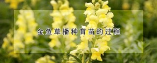 金鱼草播种育苗的过程,第1图