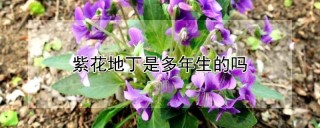 紫花地丁是多年生的吗,第1图