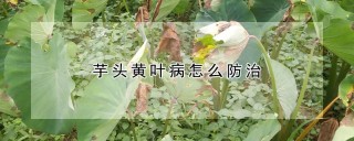 芋头黄叶病怎么防治,第1图