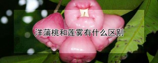 洋蒲桃和莲雾有什么区别,第1图