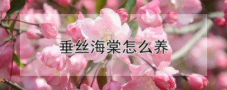 垂丝海棠怎么养,第1图