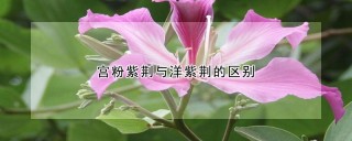 宫粉紫荆与洋紫荆的区别,第1图