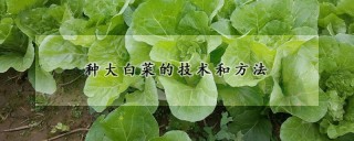 种大白菜的技术和方法,第1图