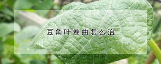 豆角叶卷曲怎么治,第1图