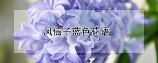 风信子蓝色花语,第1图